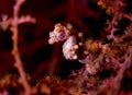 Pygmy seahorse side profile