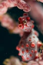 Pygmy seahorse