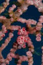 Pygmy seahorse