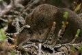 Pygmy Shrew