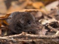 Pygmy Shrew