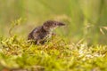 Pygmy shrew looking in natural environment