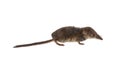 Pygmy shrew on white background
