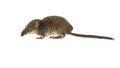 Pygmy shrew on white Royalty Free Stock Photo