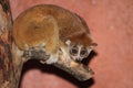 Pygmy slow loris Royalty Free Stock Photo