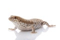 Pygmy Spiny-tailed Skink Royalty Free Stock Photo