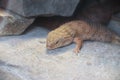 Pygmy Spiny-Tailed Skink 3 Royalty Free Stock Photo