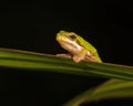 Pygmy tree frog Royalty Free Stock Photo