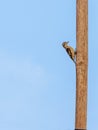 Pygmy Woodpecker on a bamboo