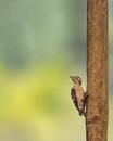 Pygmy Woodpecker on a bamboo