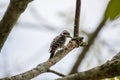 Pygmy woodpecker find the insect Royalty Free Stock Photo