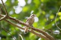 Pygmy woodpecker find the insect