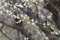 A pygmy woodpecker on trunk of Japanese apricot tree Royalty Free Stock Photo