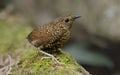 Pygmy Wren Babbler Royalty Free Stock Photo