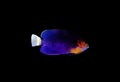 Pygmy Yellowtail Angelfish - Centropyge flavicauda Royalty Free Stock Photo