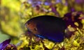 Pygmy Yellowtail Angelfish - Centropyge flavicauda Royalty Free Stock Photo