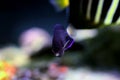 Pygmy Yellowtail Angelfish - Centropyge flavicauda Royalty Free Stock Photo