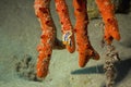 Pyjama chromdorid (chromodoris quadricolor)