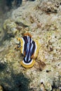 pyjama chromdorid (chromodoris quadricolor) Royalty Free Stock Photo
