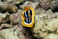 Pyjama chromodorid (chromodoris quadricolor).