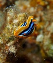 Pyjama Nudibranch Chromodorid Red Sea