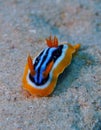 Pyjama Nudibranch Chromodorid Red Sea