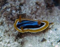 A Pyjama Nudibranch Chromodoris Quadcolour