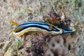 A Pyjama Nudibranch Chromodoris Quadcolour