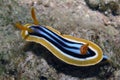 A Pyjama Nudibranch Chromodoris Quadcolour