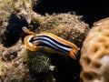 A Pyjama Nudibranch Chromodoris Quadcolour