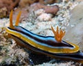 A Pyjama Nudibranch Chromodoris Quadcolour in the Red Sea