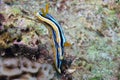 A Pyjama Nudibranch Chromodoris Quadcolour