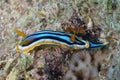 A Pyjama Nudibranch Chromodoris Quadcolour in the Red Sea