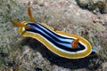 A Pyjama Nudibranch Chromodoris Quadcolour in the Red Sea