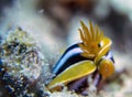 A Pyjama Nudibranch Chromodoris Quadcolour in the Red Sea