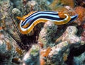 A Pyjama Nudibranch Chromodoris Quadcolour in the Red Sea