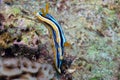 A Pyjama Nudibranch Chromodoris Quadcolour in the Red Sea