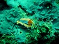 Pyjama sea slug Chromodoris quadricolor