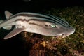 Pyjama shark, poroderma africanum, South Africa