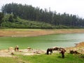 Pykara Lake, Ooty, Tamil Nadu