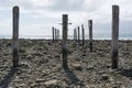 Pylon Pillar Posts, Jetty Ruins, Myponga Beach, South Australia