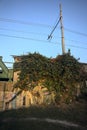 Pylon and power lines over a wall covered by ivy at sunset Royalty Free Stock Photo