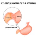 Pyloric sphincter of the stomach duodenum. Pylorus. Infographics. Vector image on isolated background Royalty Free Stock Photo