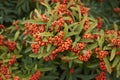 Pyracantha angustifolia with berries Royalty Free Stock Photo