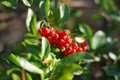 Pyracantha angustifolia with bright berries in the sunlight