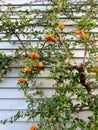 Pyracantha angustifolia or narrowleaf firethorn shrub with orange berries against blue wall