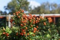 Branches with fruits of Pyracantha Angustifolia.