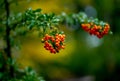 pyracantha angustfolia ( narrowleaf firethorn) in autumn Royalty Free Stock Photo