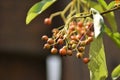 Pyracantha angustifolia with unripe and ripe orange berries