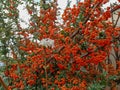 Pyracantha angustifolia (narrow-leaved Blackthorn)